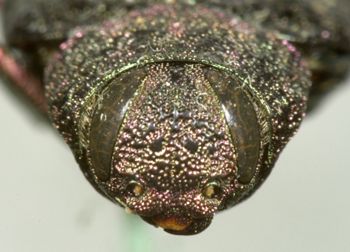 Media type: image;   Entomology 2699 Aspect: head frontal view